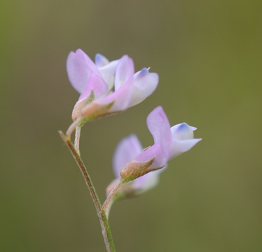 Ervum gracile (=Vicia tenuissima) / Veccia gracile